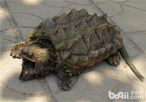 巴西龜會咬人嗎